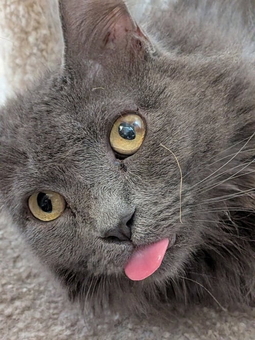 MACY GRAY - Domestic Short Hair available for adoption