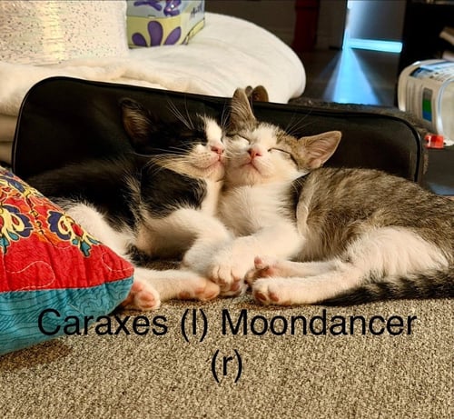 CARAXES "AXE - Tabby available for adoption