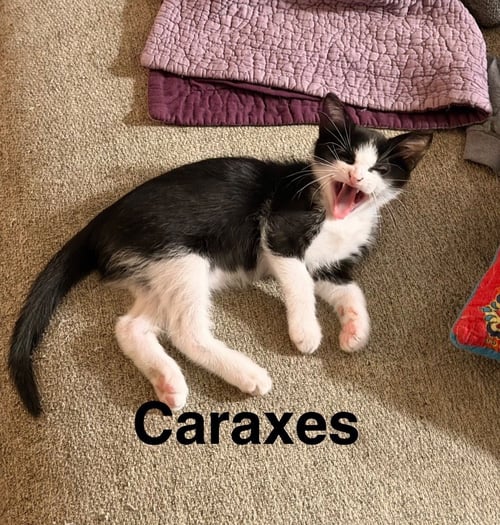 CARAXES "AXE - Tabby available for adoption