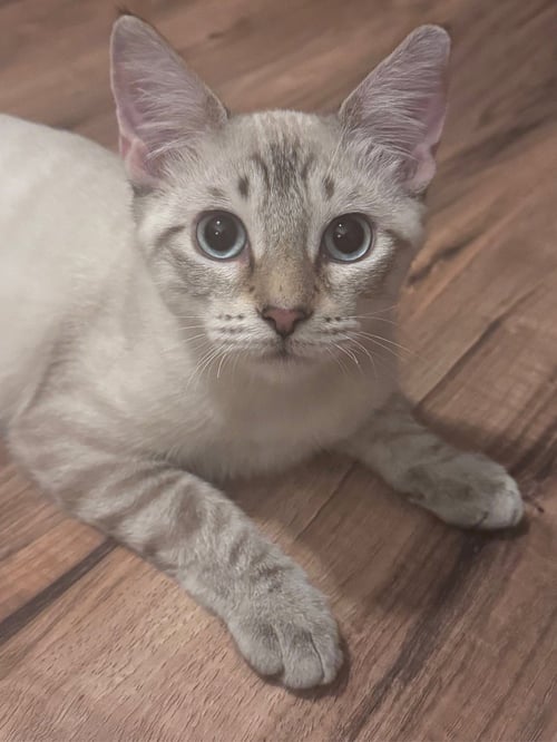ASPEN - Tabby available for adoption