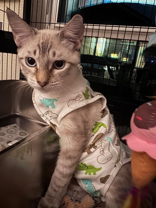 ASPEN - Tabby available for adoption