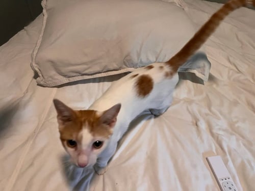 STEVEN-CL - Domestic Short Hair available for adoption