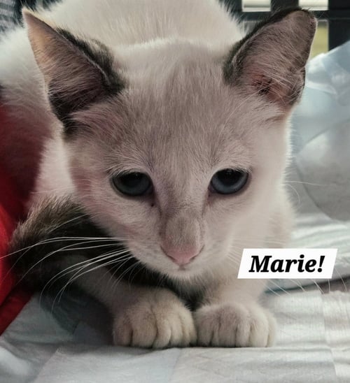 MARIE - Siamese / Domestic Short Hair available for adoption