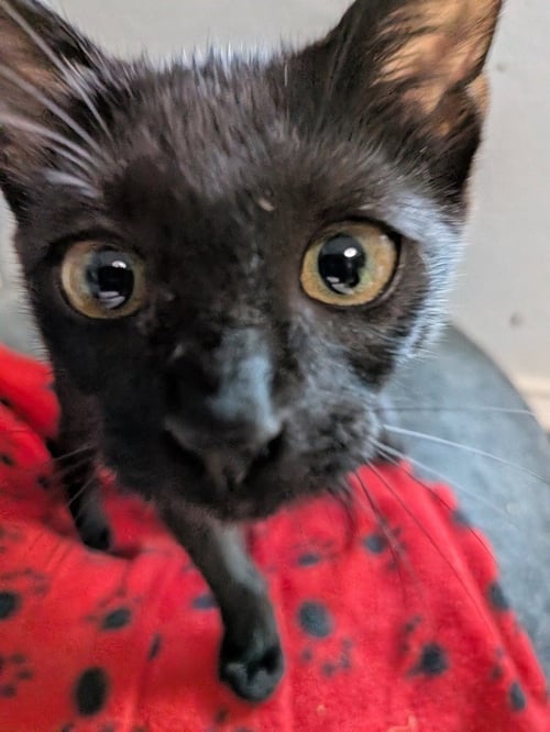MINKY - Domestic Long Hair available for adoption