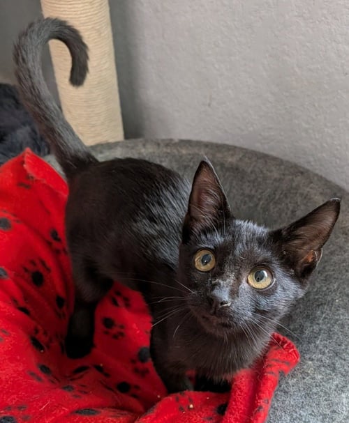 MINKY - Domestic Long Hair available for adoption