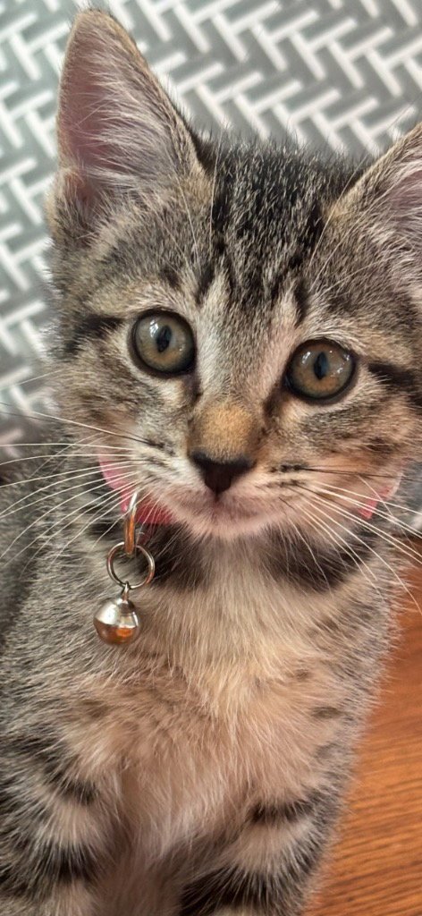 ANDI - Tabby available for adoption