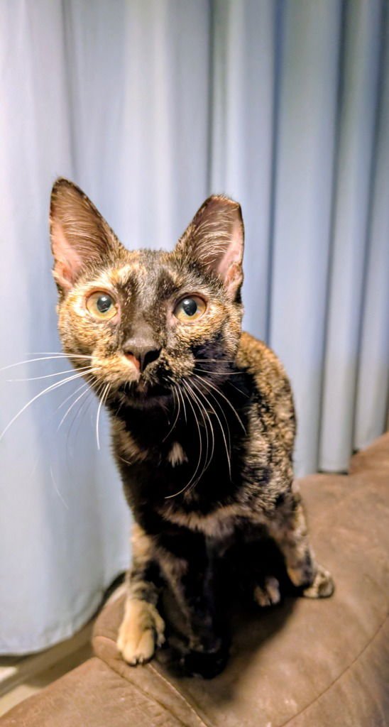 MOJITO - Domestic Short Hair available for adoption