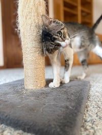 Azrael - Photo 3