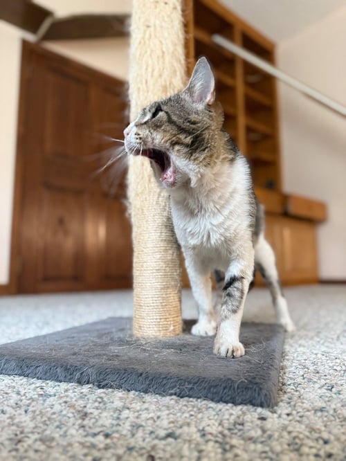 AZRAEL - Tabby available for adoption