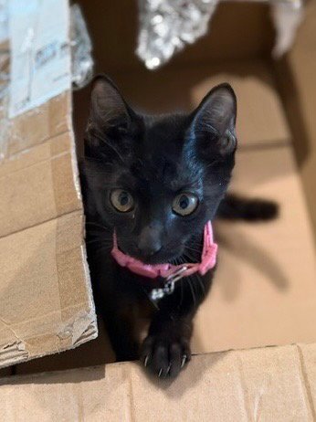 FENWAY - Domestic Short Hair available for adoption