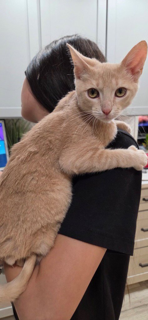 ALAKAY - Domestic Short Hair available for adoption