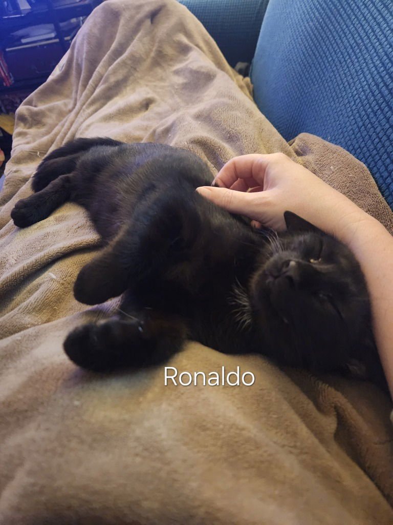 RONALDO - Domestic Short Hair available for adoption