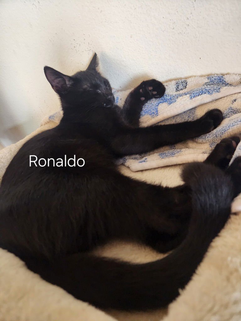RONALDO - Domestic Short Hair available for adoption