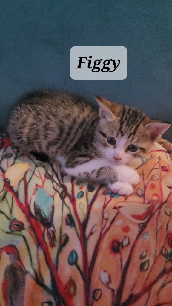 FIGGY - Tabby available for adoption