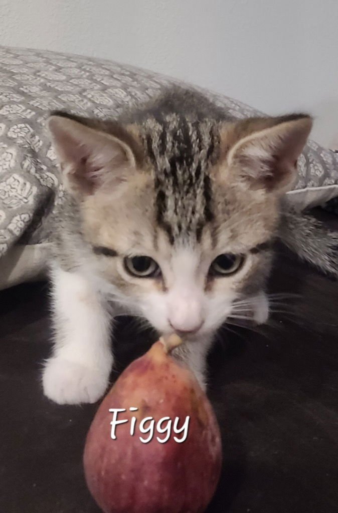 FIGGY - Tabby available for adoption