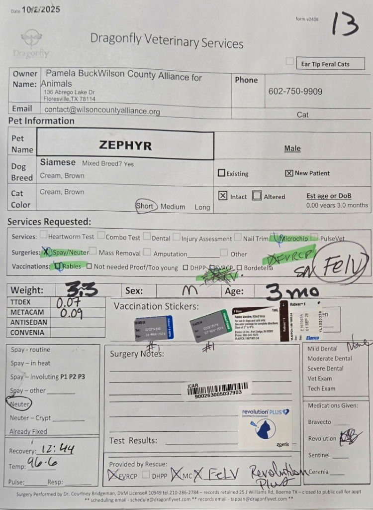 ZEPHYR - Siamese / Domestic Short Hair available for adoption