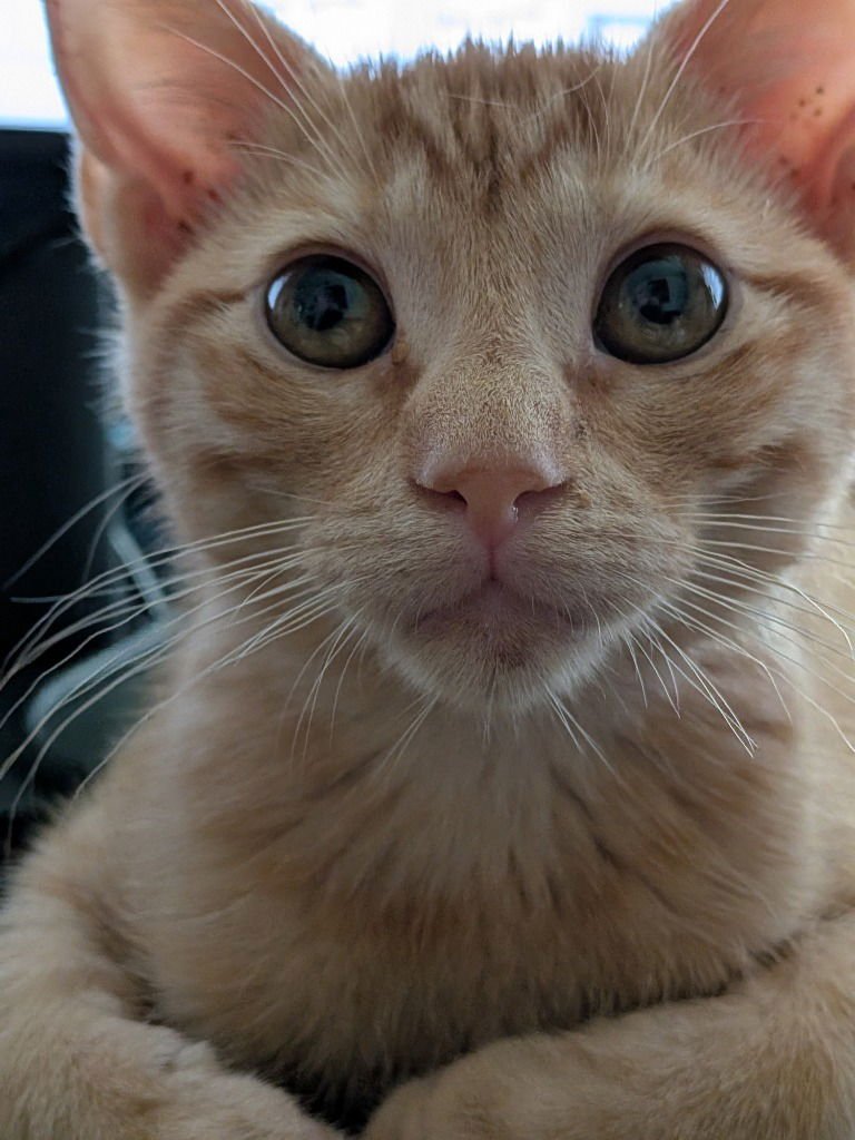 ZANE - Domestic Short Hair available for adoption