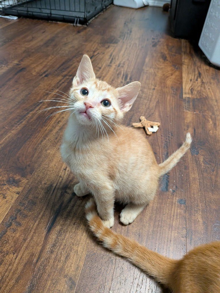 ZANE - Domestic Short Hair available for adoption