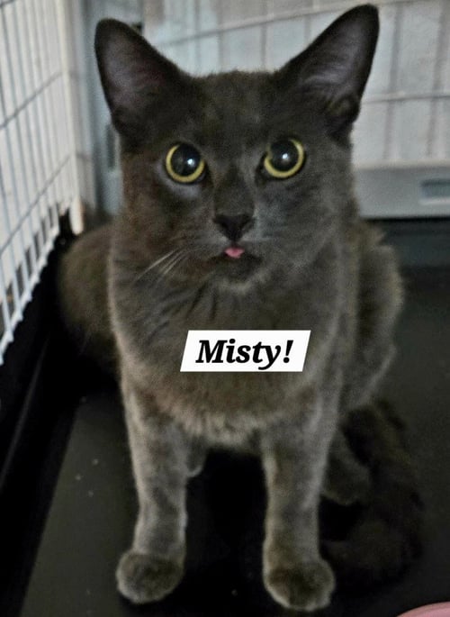 MISTY - Domestic Short Hair / Domestic Short Hair available for adoption