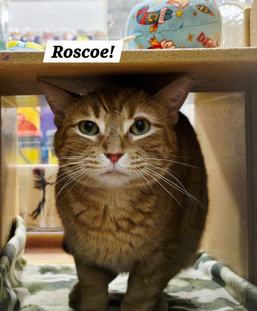 ROSCOE - Domestic Short Hair / Tabby available for adoption