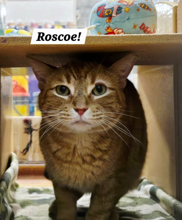 Roscoe Image