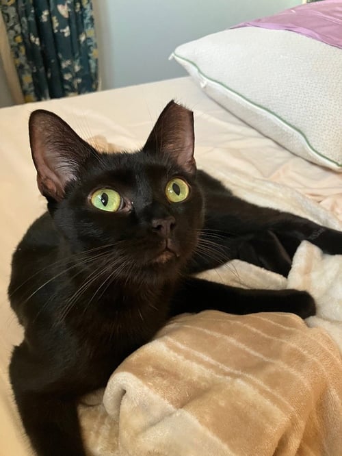 LOLITA - Domestic Short Hair available for adoption