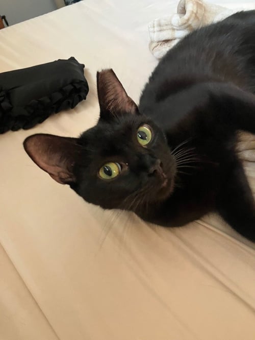 LOLITA - Domestic Short Hair available for adoption