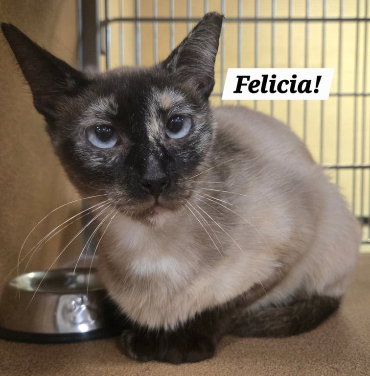 Felicia Image