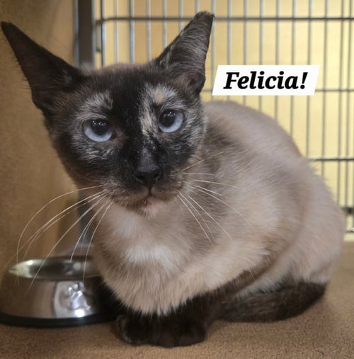 FELICIA - Siamese / Calico for adoption in San Antonio