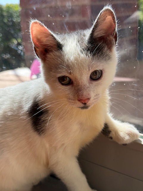 WALTER - Domestic Short Hair available for adoption