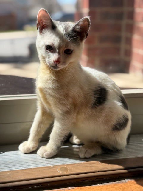 WALTER - Domestic Short Hair available for adoption