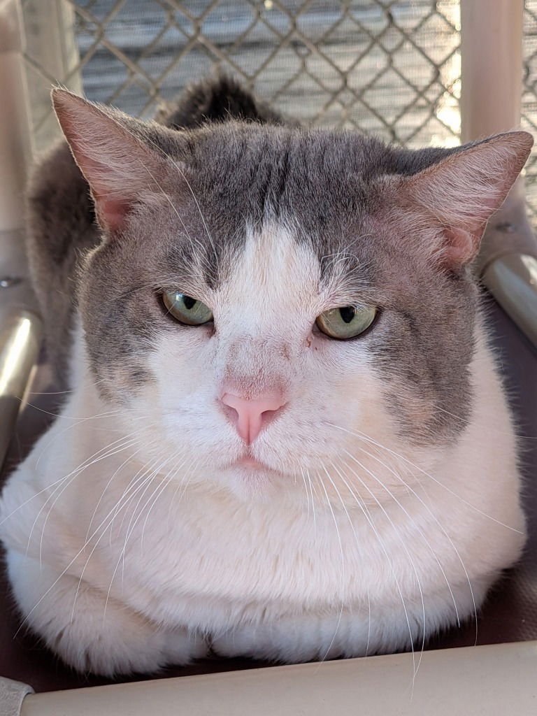 SLEEPY - Domestic Short Hair available for adoption