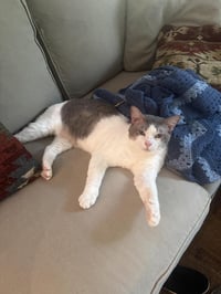 Sleepy - Photo 2