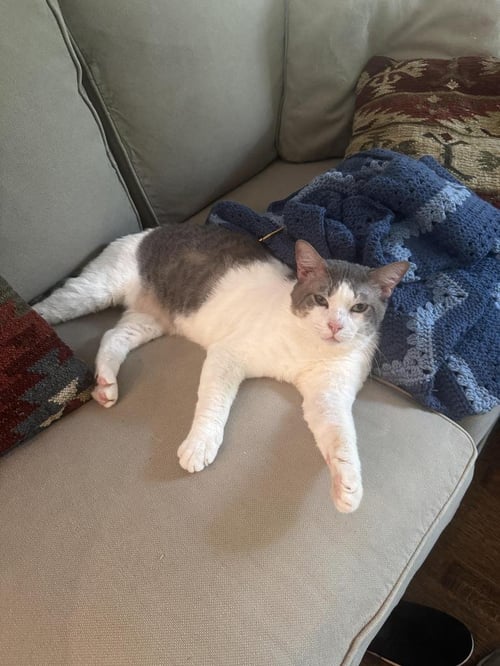 SLEEPY - Domestic Short Hair available for adoption