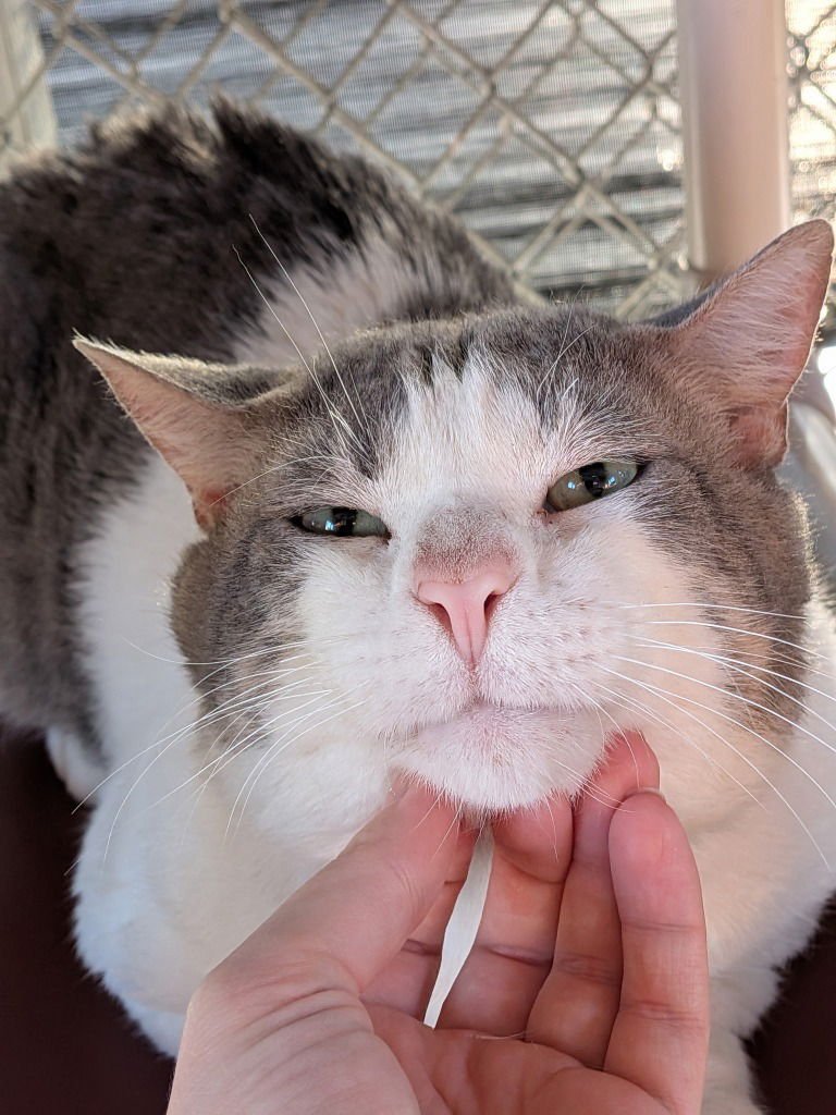 SLEEPY - Domestic Short Hair available for adoption