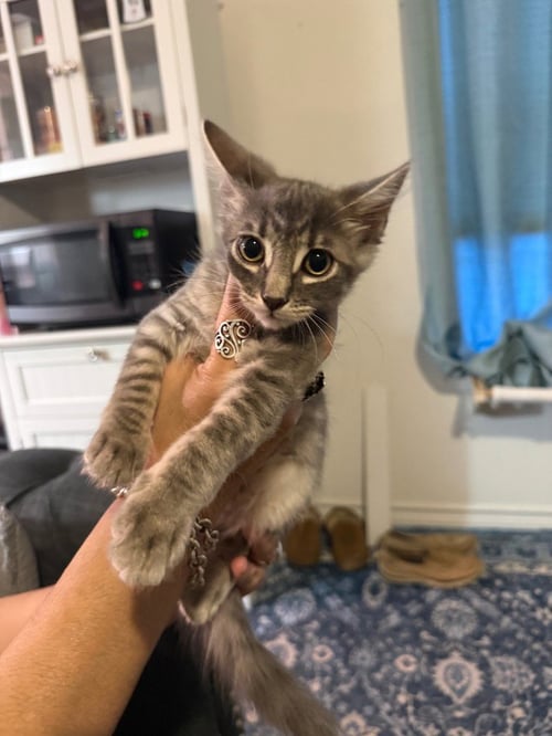 BUTTERCUP - Tabby available for adoption