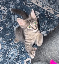 Buttercup - Photo 2