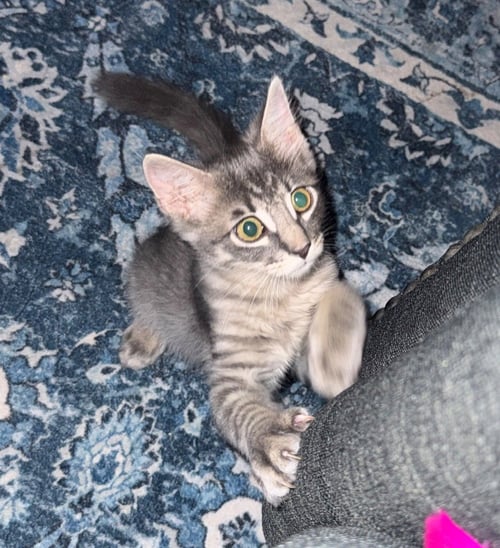 BUTTERCUP - Tabby available for adoption