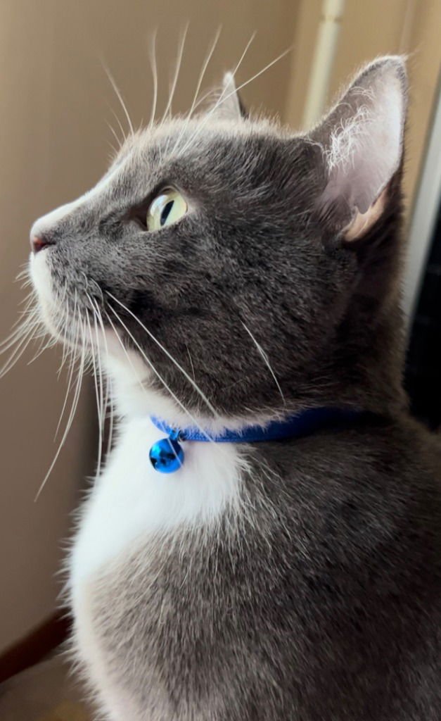 KYLO (CL) - Russian Blue / Domestic Short Hair available for adoption