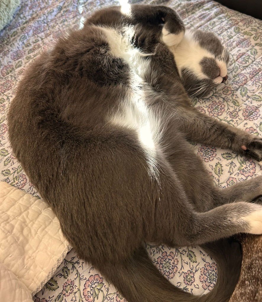 KYLO (CL) - Russian Blue / Domestic Short Hair available for adoption