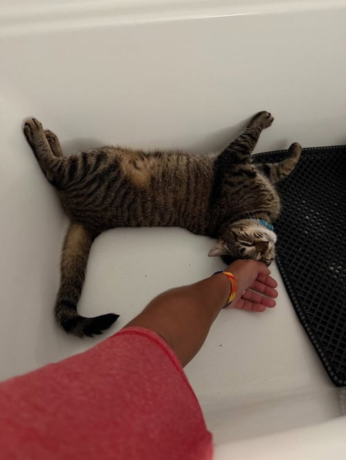 STARLIGHT - Tabby available for adoption