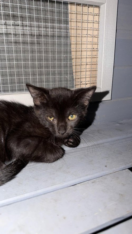 DONATELLA - Domestic Short Hair available for adoption