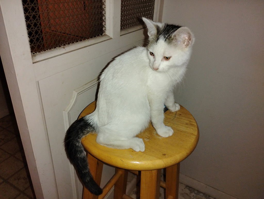 JIMMY - Domestic Short Hair available for adoption