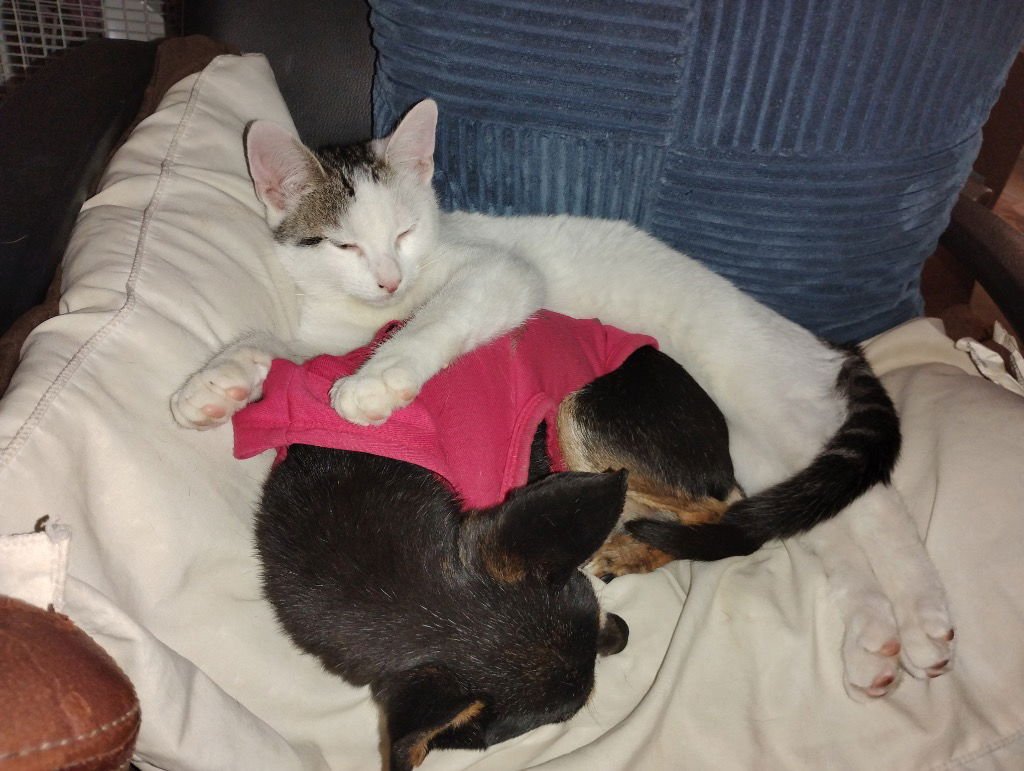 JIMMY - Domestic Short Hair available for adoption