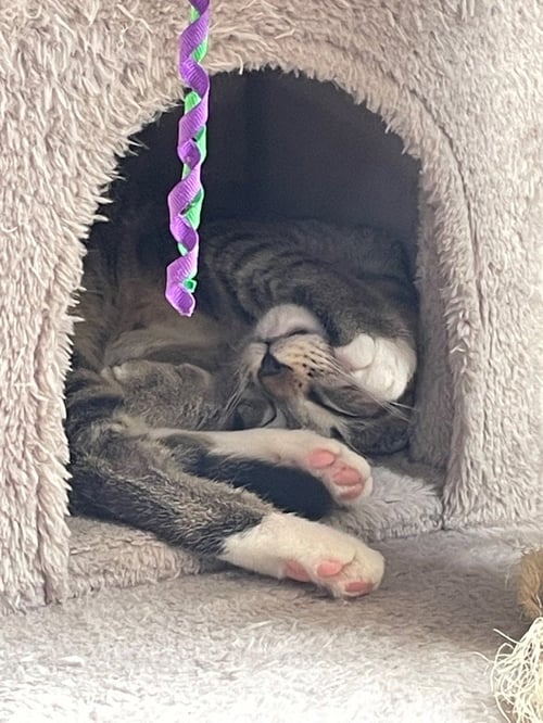 COAL - Tabby available for adoption