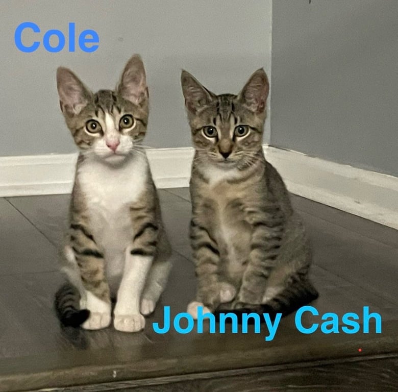Coal Image