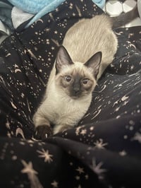 Athena - Photo 3