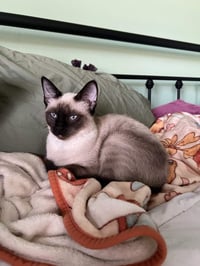 Athena - Photo 1