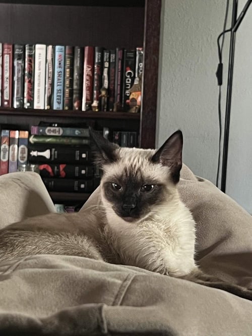 ATHENA - Siamese available for adoption