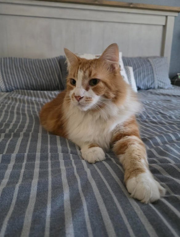 Garfield CL Image